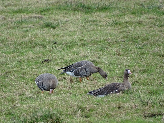 系的佳作 系的佳作